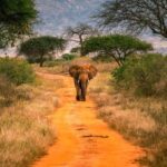 3 Days Tsavo West Park from Nairobi - What to Expect from the Itinerary