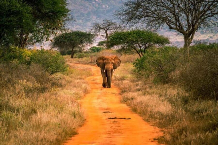 3 Days Tsavo West Park from Nairobi - What to Expect from the Itinerary