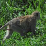3-days unforgettable memory from Dar-es-Salaam to Mikumi NP - Who Is This Tour Best For?