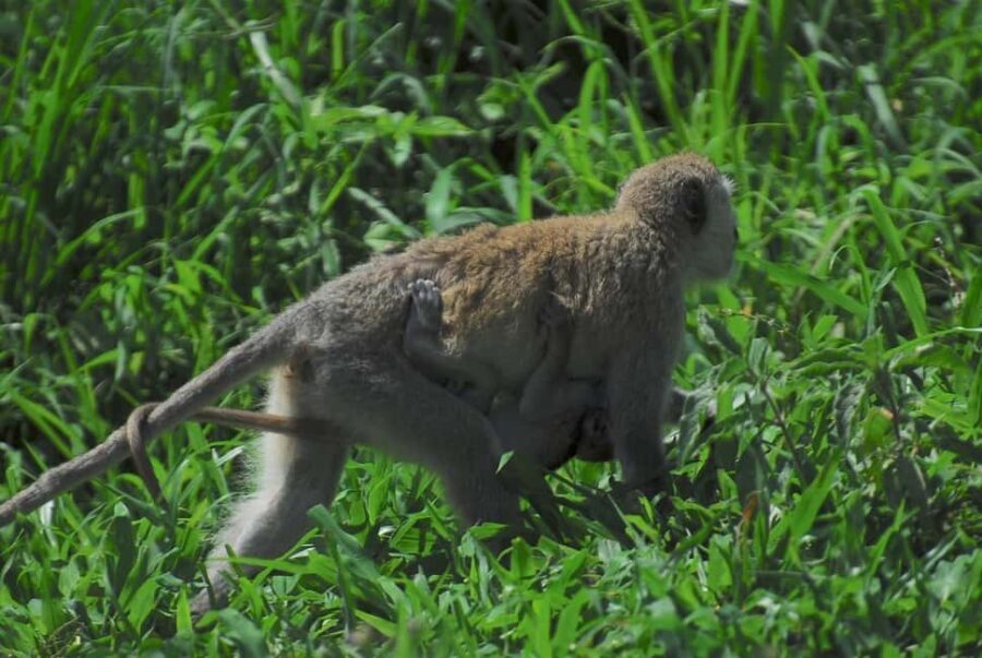 3-days unforgettable memory from Dar-es-Salaam to Mikumi NP - Who Is This Tour Best For?