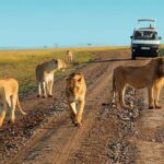3 DAYS,2 NIGHTS GROUP SAFARI TO MAASAI MARA-WITH PARK FEES - Key Points