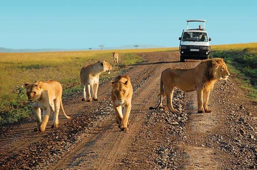 3 DAYS,2 NIGHTS GROUP SAFARI TO MAASAI MARA-WITH PARK FEES - Key Points