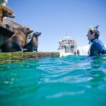 3 hour Dolphin and Seal Swim (NOV-APR) - An In-Depth Look at the Experience