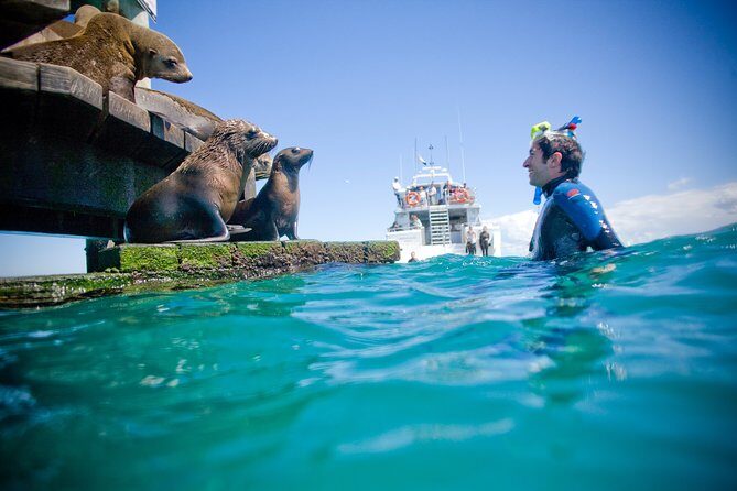 3 hour Dolphin and Seal Swim (NOV-APR) - An In-Depth Look at the Experience