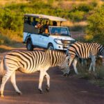 3-Hour Private Game Drive in Pilanesberg National Park - The Practicalities: What’s Included and What’s Not