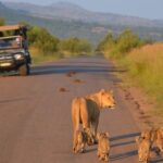 3-Hour Shared Game Drive in Pilanesberg National Park - Itinerary Breakdown: What to Expect