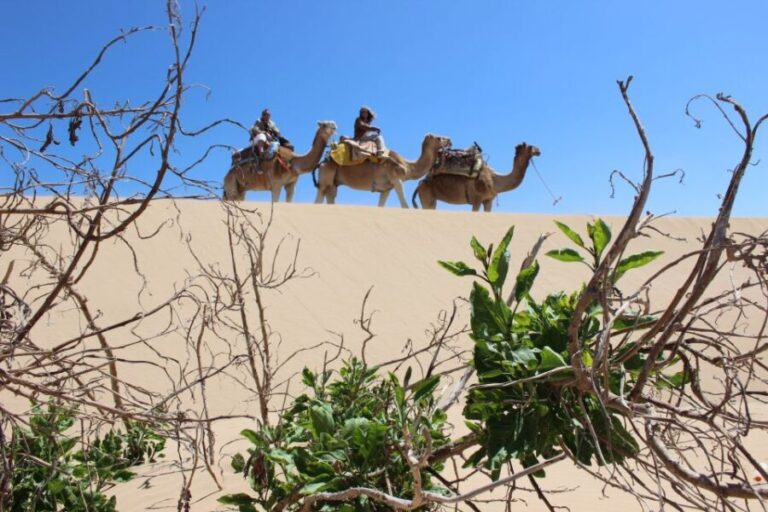 3-Hours Dromedary Ride Essaouira, Morocco - What Makes This Dromedary Ride Stand Out?