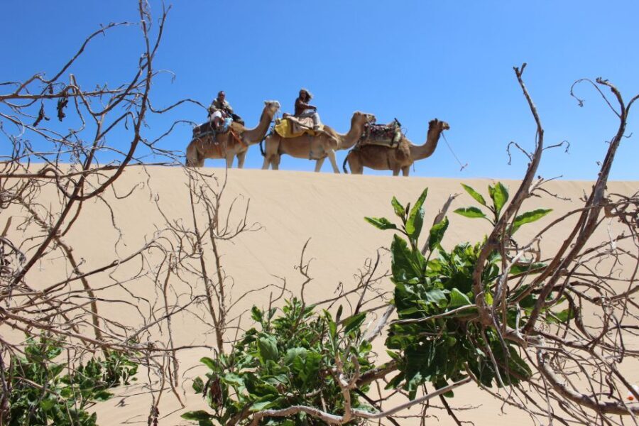 3-Hours Dromedary Ride Essaouira, Morocco - What Makes This Dromedary Ride Stand Out?