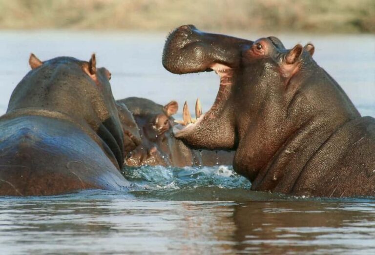 3 in 1 Adventure: ADDO SAFARI - CITY TOUR & KRAGGA KAMMA - Practical Aspects and Tips