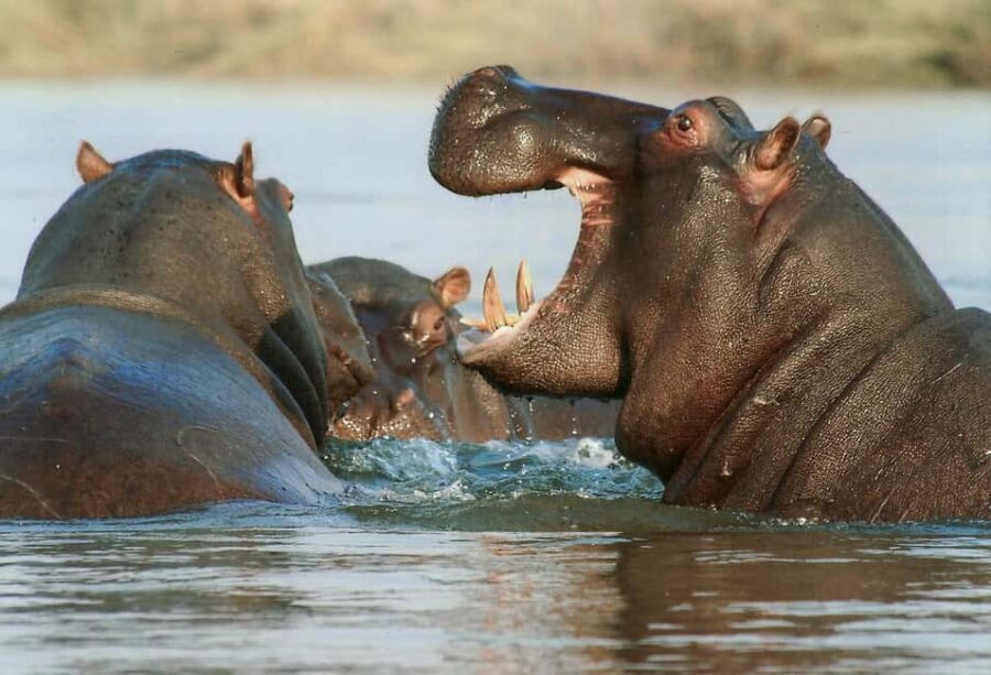 3 in 1 Adventure: ADDO SAFARI - CITY TOUR & KRAGGA KAMMA - Practical Aspects and Tips