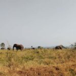 3 Queen Elizabeth National park and Boat cruise - An In-Depth Look at Queen Elizabeth National Park Tour