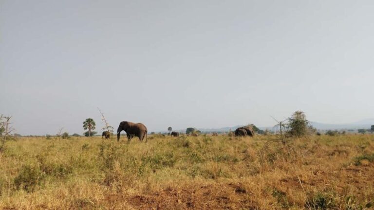 3 Queen Elizabeth National park and Boat cruise - An In-Depth Look at Queen Elizabeth National Park Tour