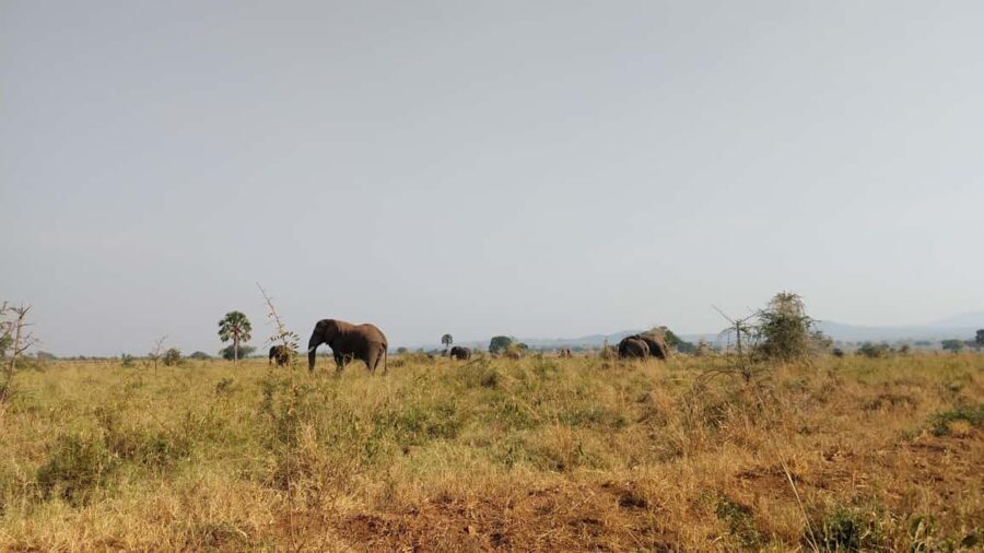 3 Queen Elizabeth National park and Boat cruise - An In-Depth Look at Queen Elizabeth National Park Tour