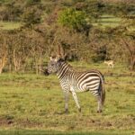 3Day Samburu National Reserve: Culture & Wildlife Immersion - Accommodation & Food
