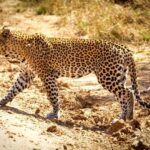 3days 2nights Exceptional Experience - Nyerere National Park - Final Thoughts