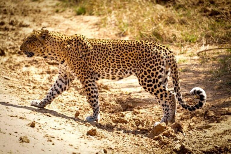 3days 2nights Exceptional Experience - Nyerere National Park - Final Thoughts