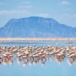3Days Bird Watching Lake Bogoria, Lake Naivasha& Lake Nakuru - Practical Details & Value
