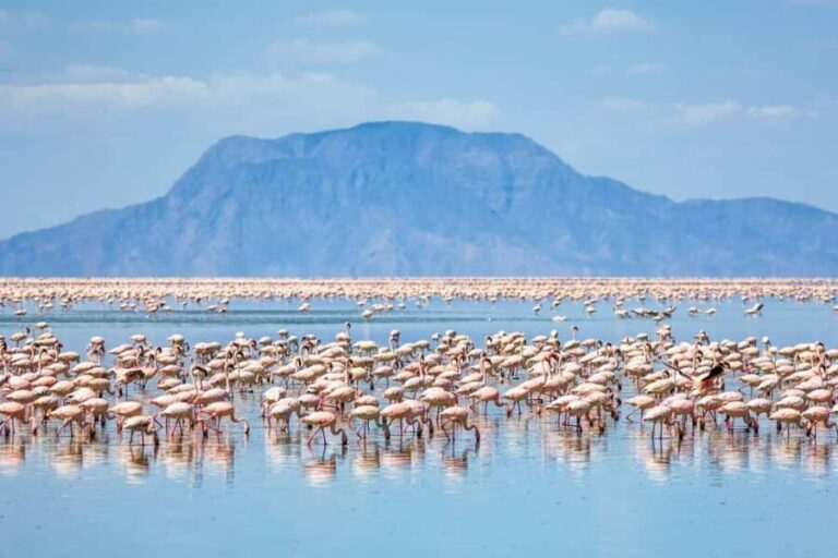 3Days Bird Watching Lake Bogoria, Lake Naivasha& Lake Nakuru - Practical Details & Value