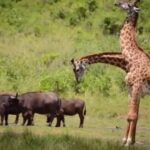 3Days Masai Mara Group Joining Camping with Daily Departures - The Practical Side: Whats Included and Whats Not