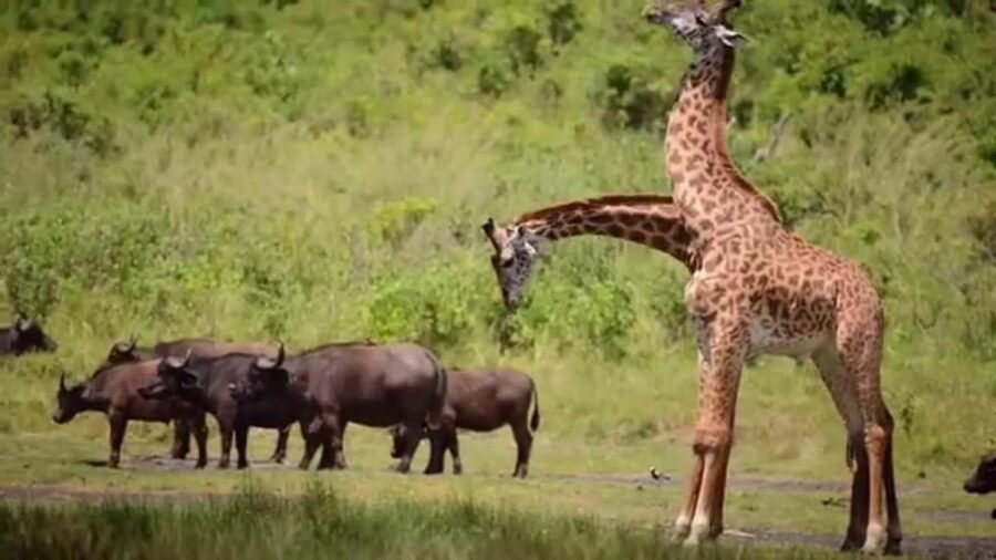 3Days Masai Mara Group Joining Camping with Daily Departures - The Practical Side: Whats Included and Whats Not
