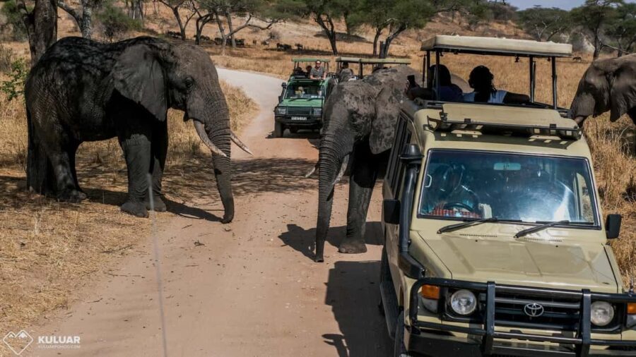 3Days Masai Mara Group Joining Camping with Daily Departures - Practical Details and Tips