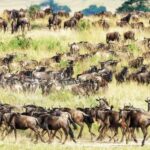3days Masai Mara wildebeest migration group joining safari - The Practicalities: What’s Included and What Costs Extra?