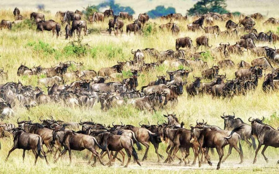3days Masai Mara wildebeest migration group joining safari - The Practicalities: What’s Included and What Costs Extra?