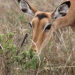 3Days Wildlife safari & Cultural Tour From Zanzibar - What Makes This Tour Special