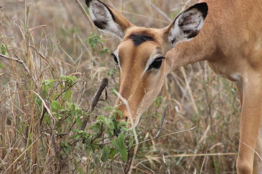 3Days Wildlife safari & Cultural Tour From Zanzibar - What Makes This Tour Special