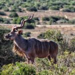 4-Day Addo to Karoo Safari - What Sets This Tour Apart?