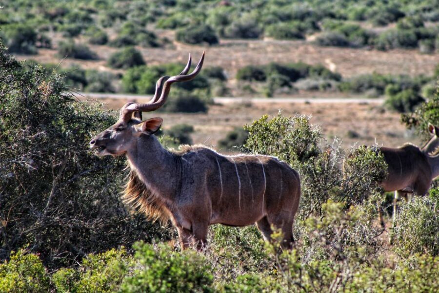 4-Day Addo to Karoo Safari - What Sets This Tour Apart?