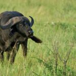 4-Day Adventure to Arusha NP, Serengeti & Ngorongoro Crater - Practical Considerations & Tips