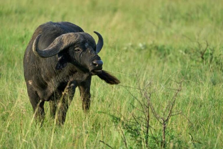 4-Day Adventure to Arusha NP, Serengeti & Ngorongoro Crater - Practical Considerations & Tips