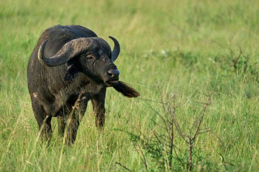 4-Day Adventure to Arusha NP, Serengeti & Ngorongoro Crater - Practical Considerations & Tips