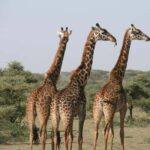 4-Day Camping Safari to Tarangire, Serengeti & Ngorongoro - Detailed Breakdown of the Safari Experience