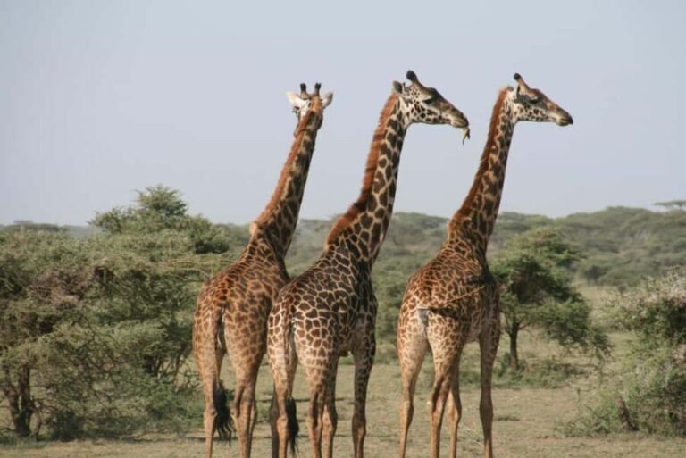 4-Day Camping Safari to Tarangire, Serengeti & Ngorongoro - Detailed Breakdown of the Safari Experience