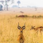 4-Day Classic Wildlife & Cultural - Day 4: Lake Manyara National Park and Departure