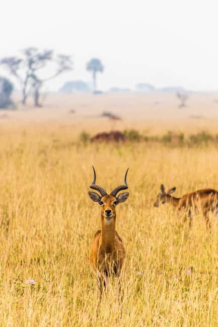 4-Day Classic Wildlife & Cultural - Day 4: Lake Manyara National Park and Departure