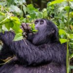 4-Day Gorillas and Golden Monkeys Safari Rwanda to Uganda - Golden Monkey Tracking: A Rare Opportunity