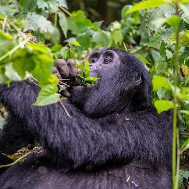 4-Day Gorillas and Golden Monkeys Safari Rwanda to Uganda - Golden Monkey Tracking: A Rare Opportunity