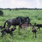 4-Day Great Migration/ Calving Season Serengeti Explorer - FAQ