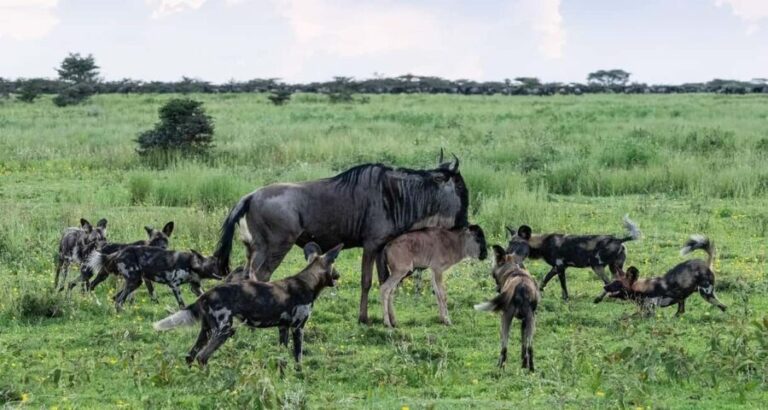 4-Day Great Migration/ Calving Season Serengeti Explorer - FAQ
