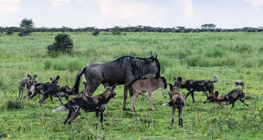 4-Day Great Migration/ Calving Season Serengeti Explorer - FAQ