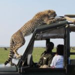 4 Day Group Joining Maasai Mara & Lake Nakuru for flamingos - The Itinerary: What to Expect on Each Day