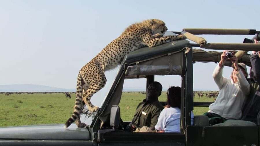 4 Day Group Joining Maasai Mara & Lake Nakuru for flamingos - The Itinerary: What to Expect on Each Day