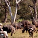 4 Day Kruger National Park Private Safari From Johannesburg - What Makes This Safari Stand Out?
