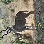 4 Day Kruger Park Safari and Panorama Route - What the Tour Includes and Why It Matters