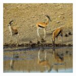 4-Day Lake Manyara, Serengeti & Ngorongoro Mid Range Tour - Authentic Experiences & Hidden Gems