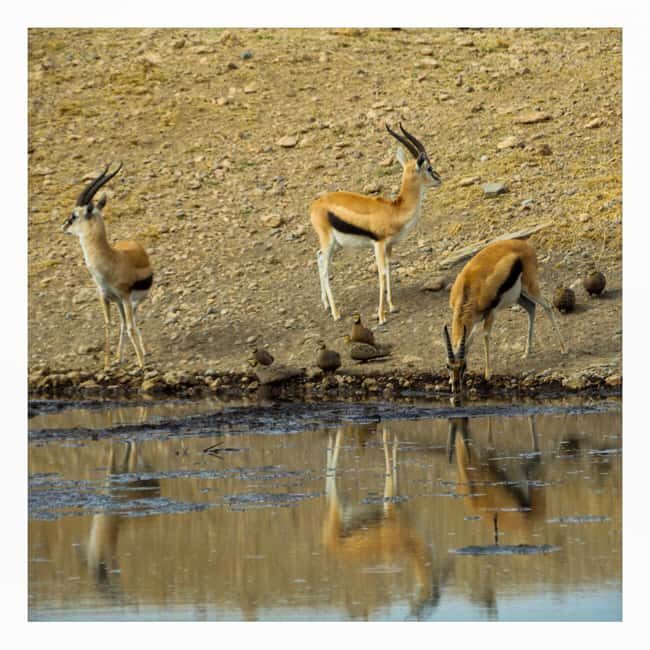 4-Day Lake Manyara, Serengeti & Ngorongoro Mid Range Tour - Authentic Experiences & Hidden Gems