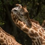 4-Day Luxury Wildlife Adventure in Rwanda - Exploring Akagera National Park: Wildlife and Wilderness